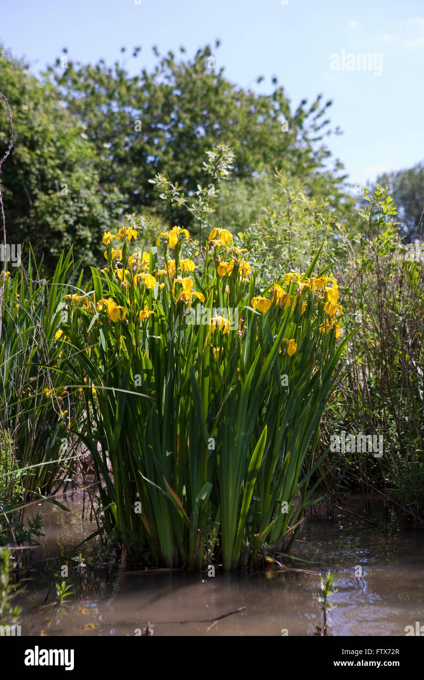 Stanley iris stanley iris jane hi-res stock photography and images - Alamy
