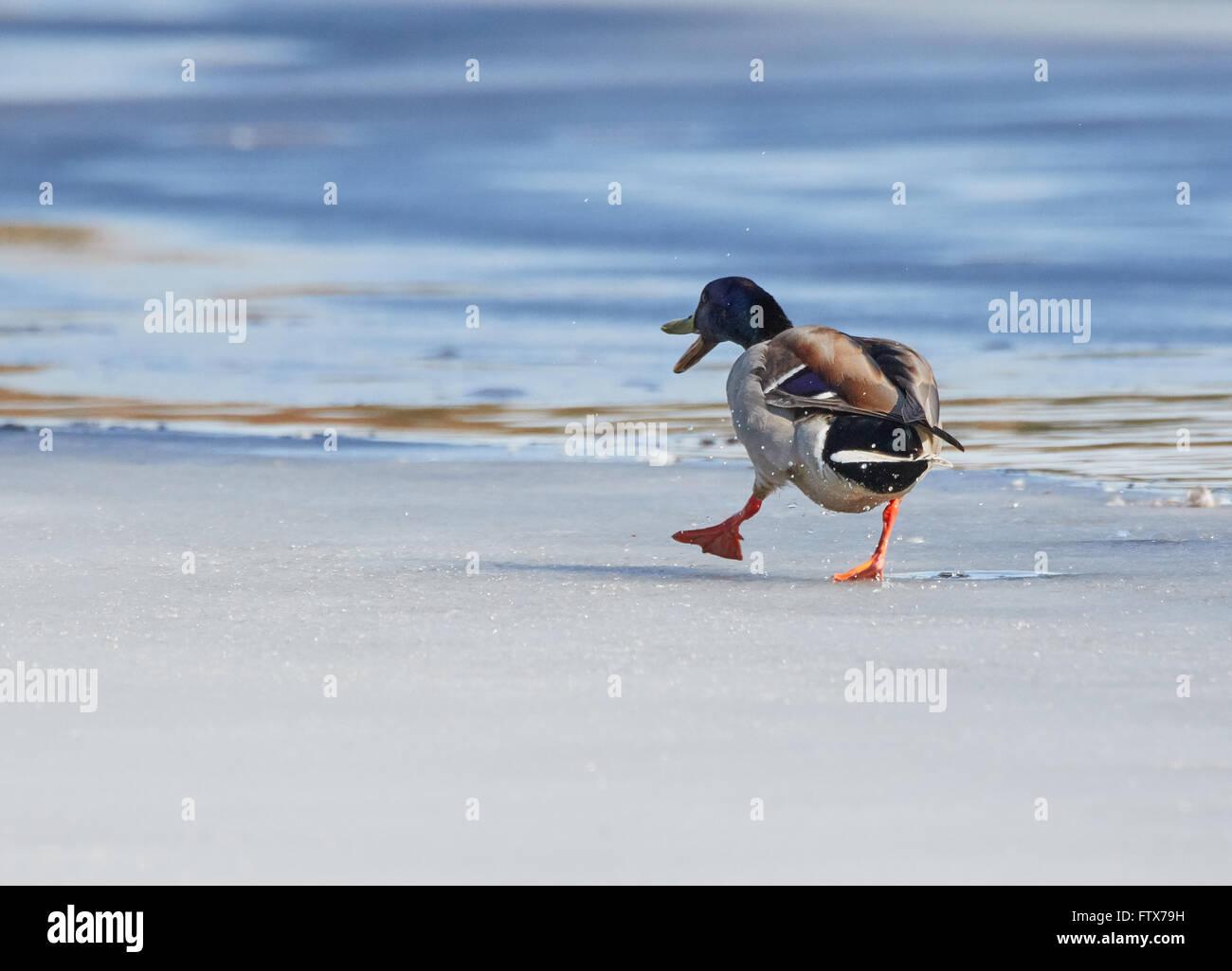 Mallard (Anas platyrhynchos) walking on the ice of a frozen lake in the spring. Stock Photo