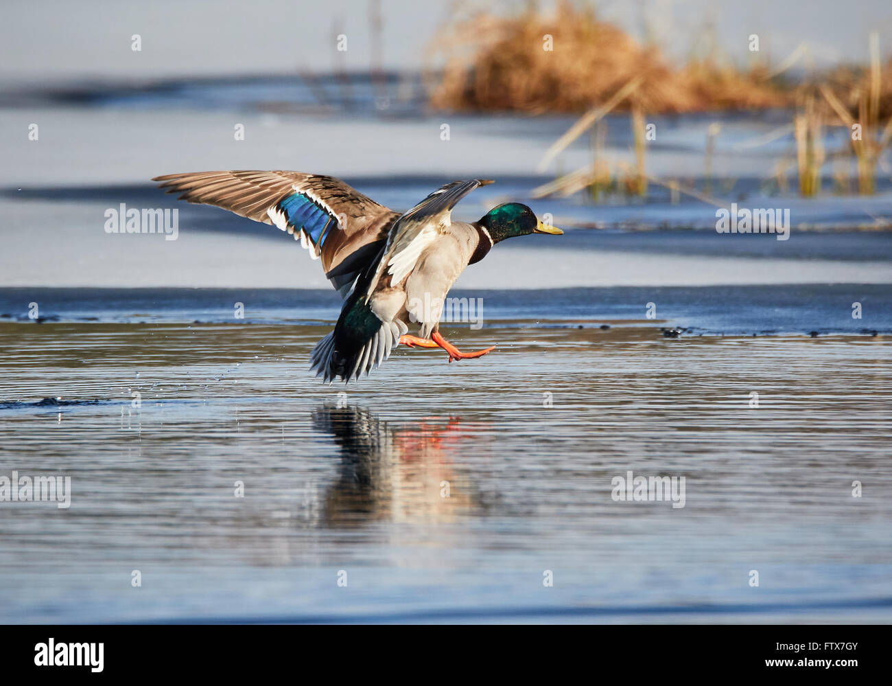 Mallard (Anas platyrhynchos) flying and landing into icy water at a frozen lake in the spring in Finland. Stock Photo