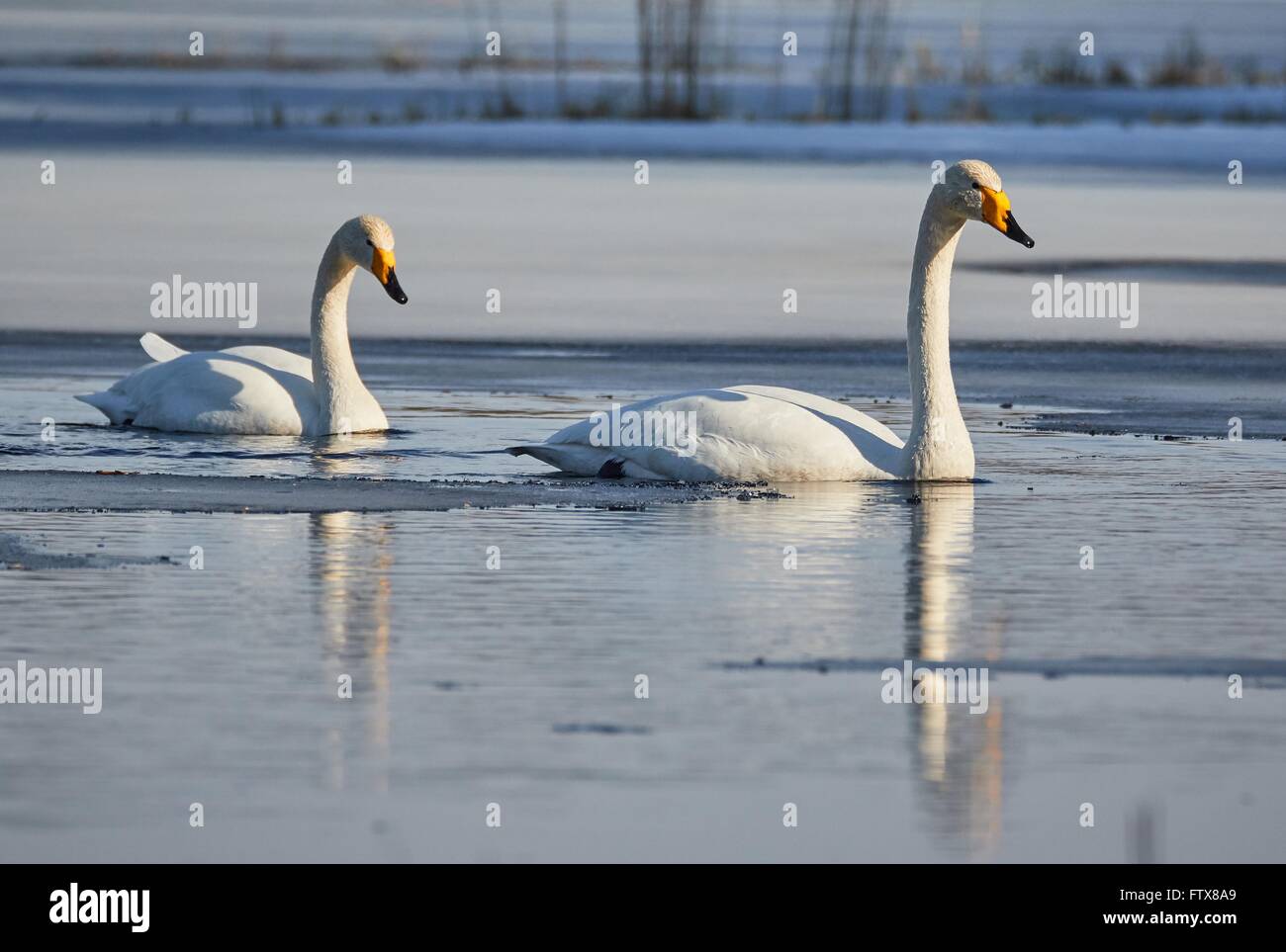 Whooper swan (Cygnus Cygnus) couple swimming in icy lake in the spring in Finland. Stock Photo