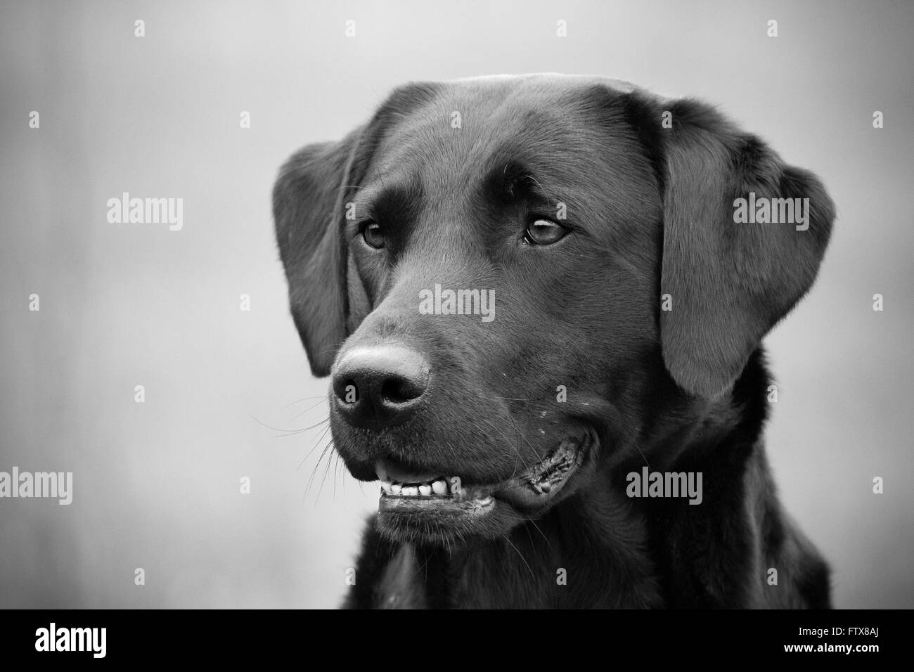 Black Labrador Dog Portrait Stock Photo