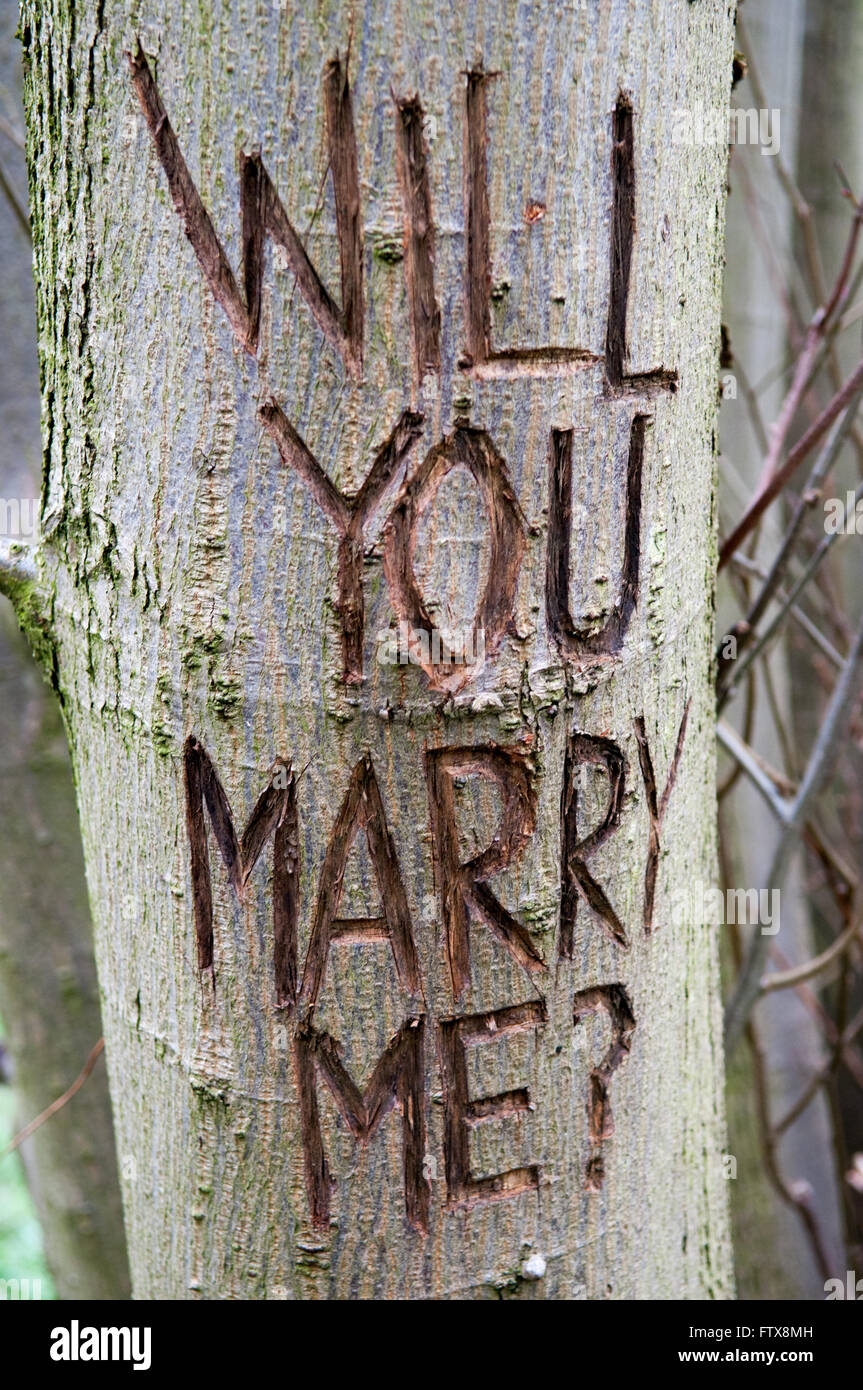 Marriage proposal message carved onto the trunk of a tree Stock Photo