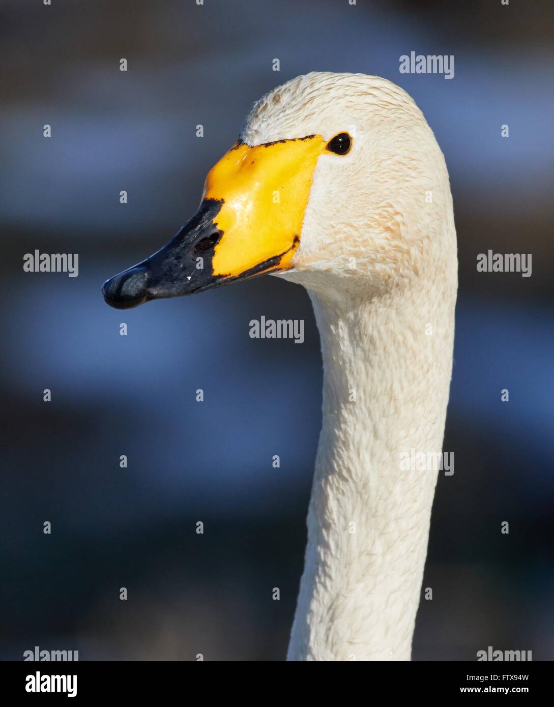 Whooper swan (Cygnus Cygnus) head in closeup shot. Beatiful white bird looks like smiling in the spring. Stock Photo