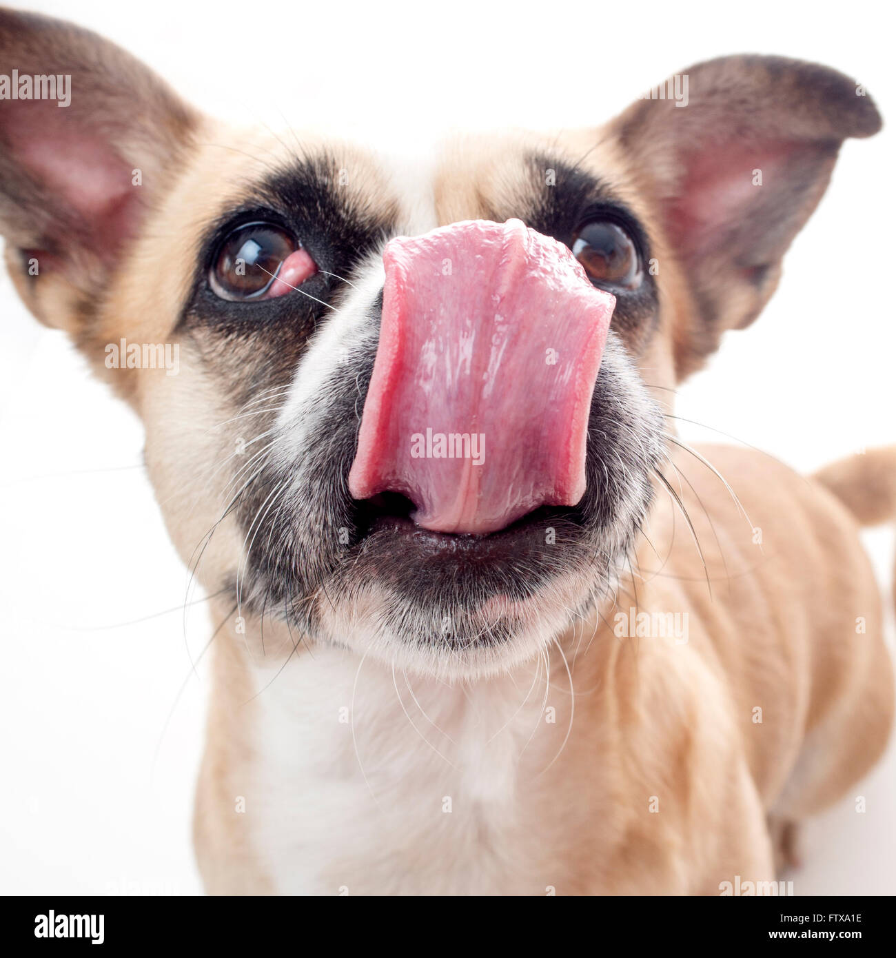 dog, pet, canine, domestic, jack russell, terrier Stock Photo