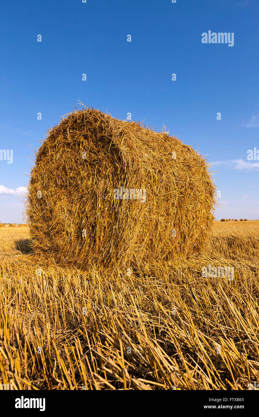 after harvesting cereal Stock Photo - Alamy