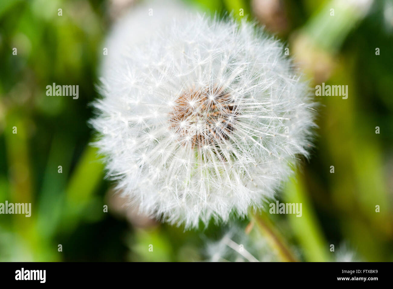 White dandelion , close up Stock Photo - Alamy