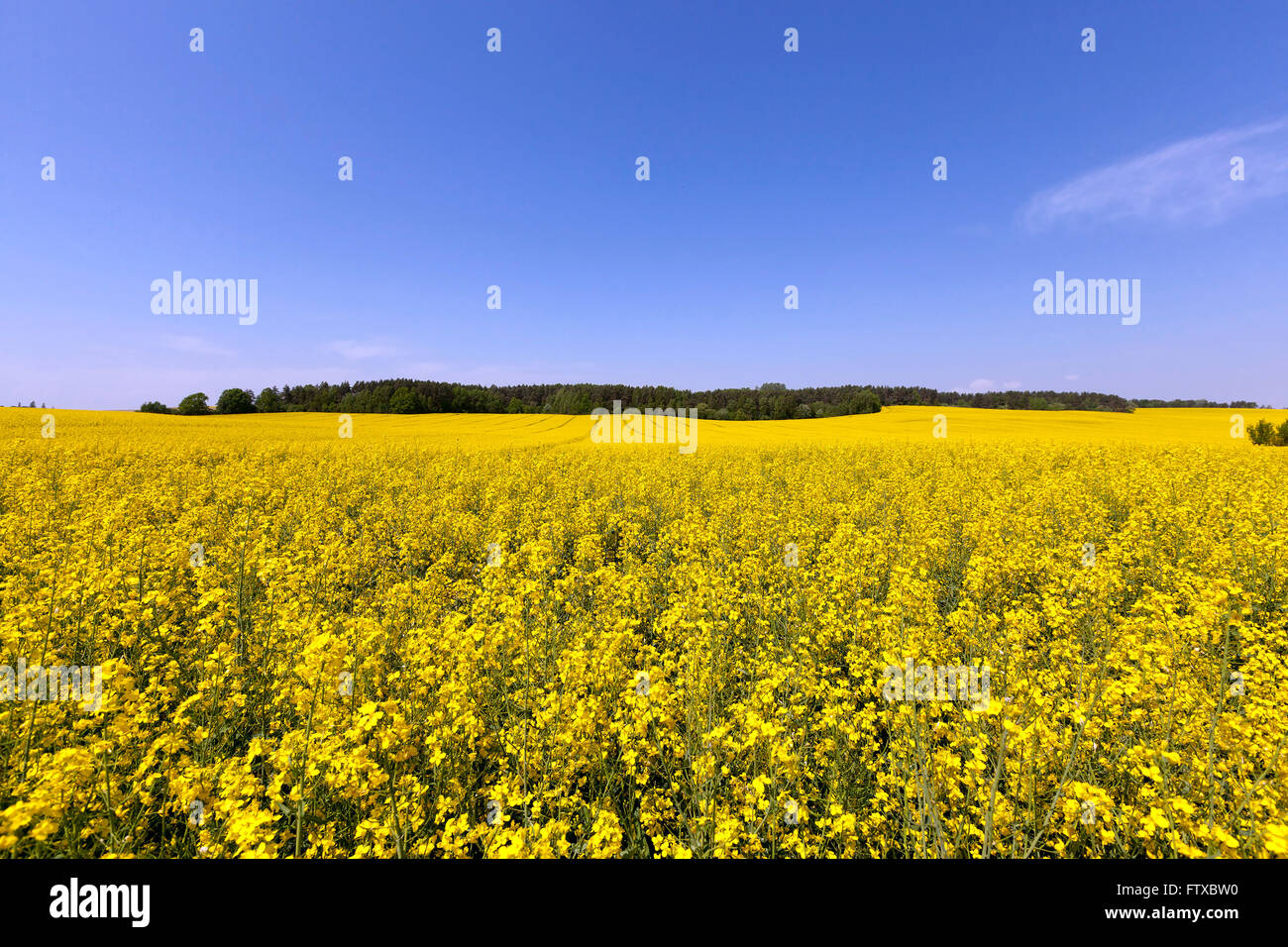 Rape field , Blue sky Stock Photo - Alamy