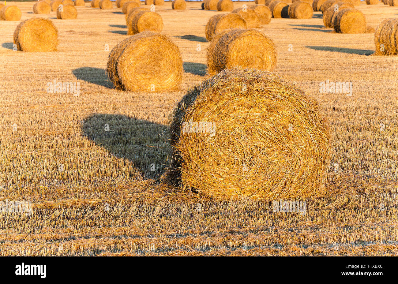 harvesting cereals , Agriculture Stock Photo - Alamy