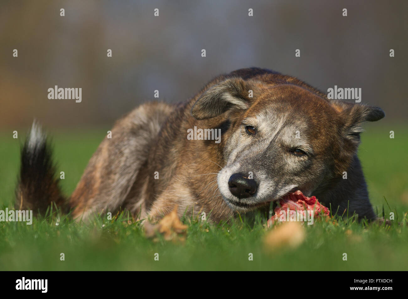 Dog eats a rabbit carcass Stock Photo