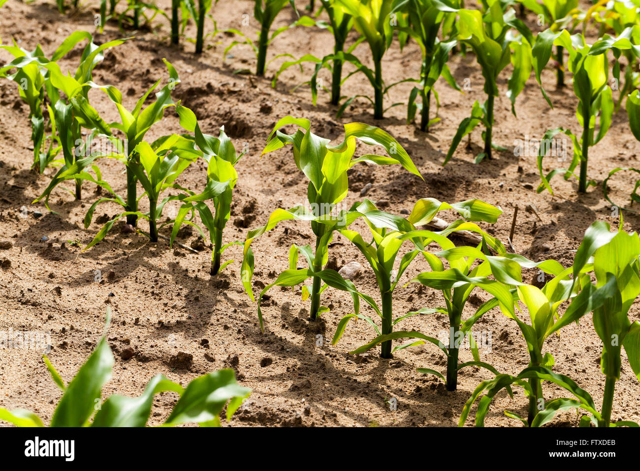 corn plants, spring Stock Photo - Alamy