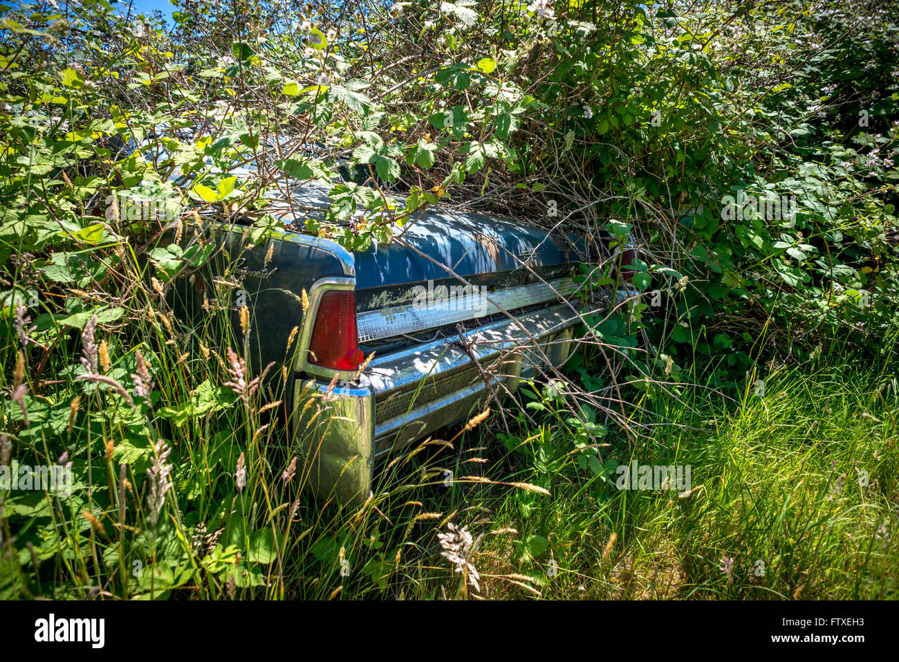 Abandoned vehicles hi-res stock photography and images - Alamy