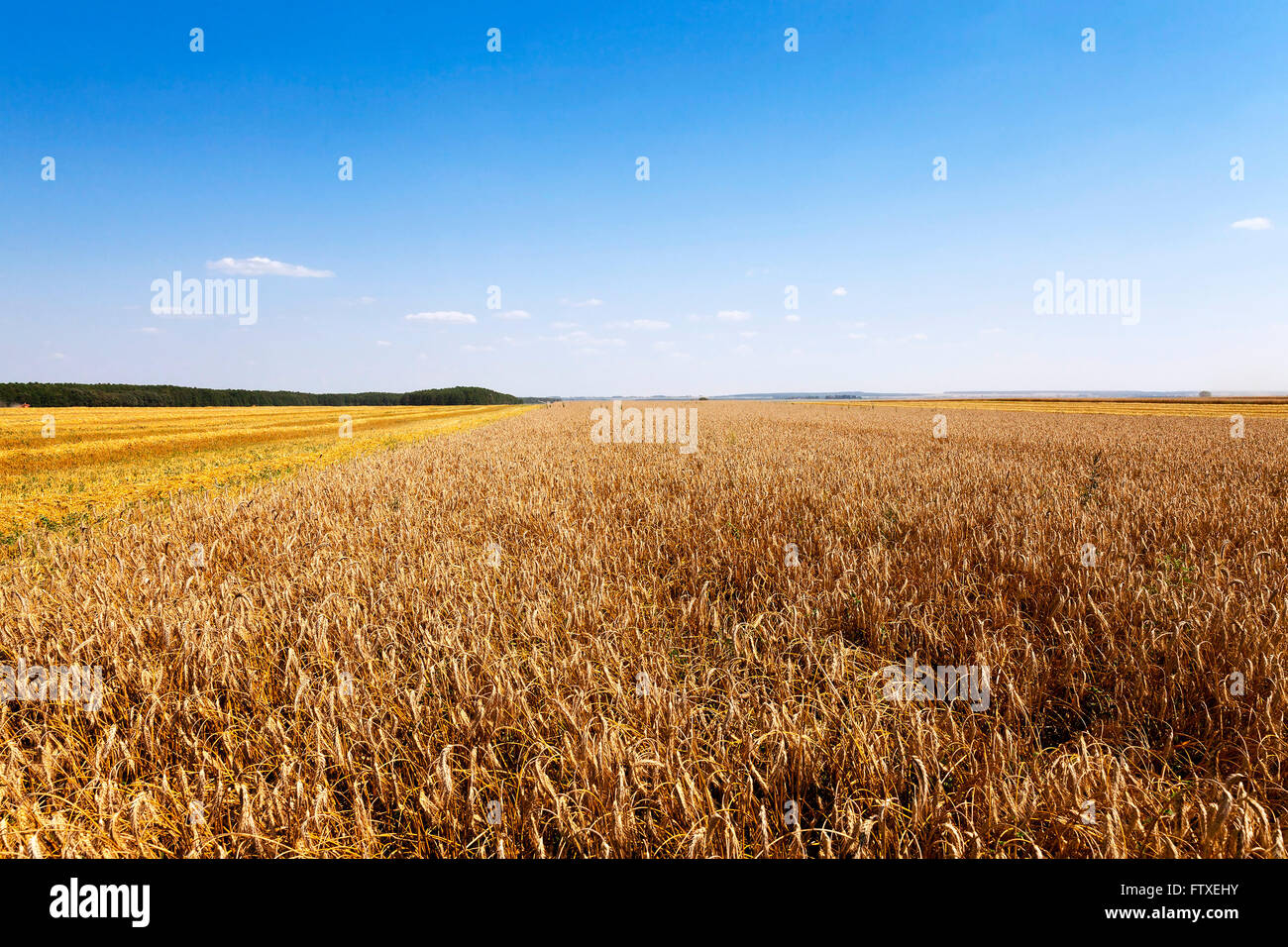 Cereals agriculture hi-res stock photography and images - Alamy