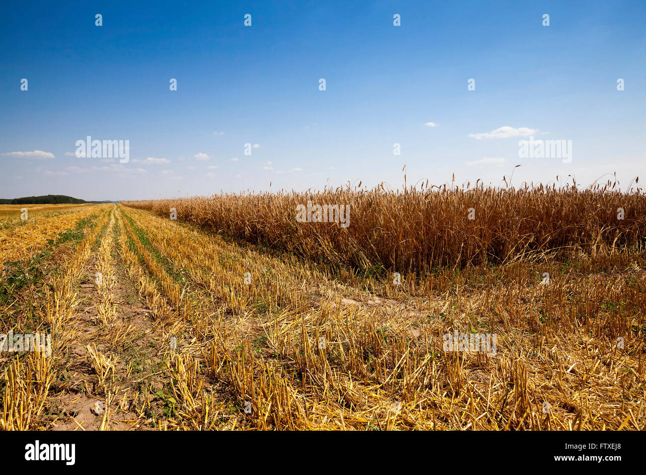 cereals during harvest Stock Photo - Alamy