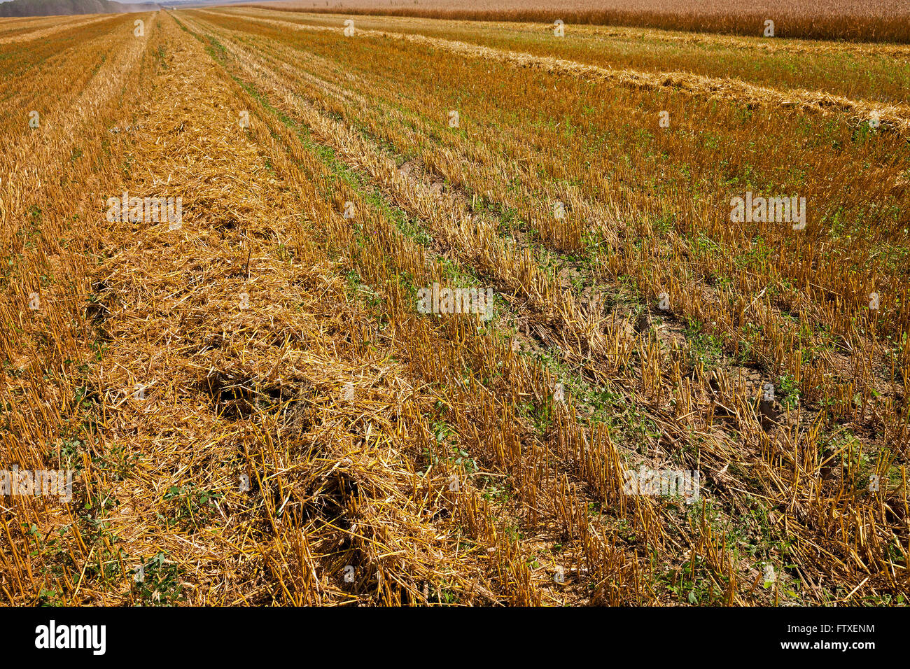 harvesting cereals , Agriculture Stock Photo - Alamy