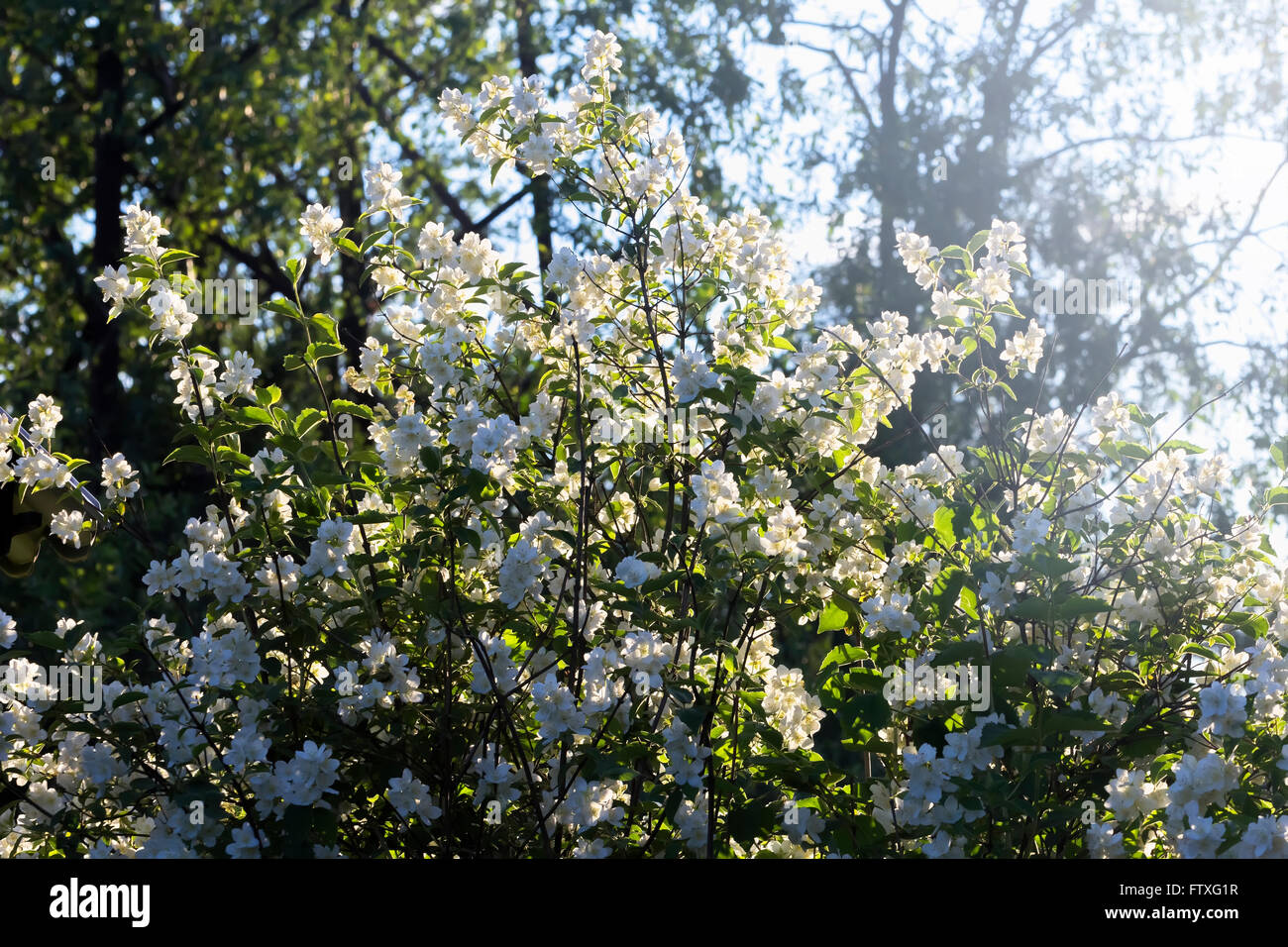 Nice summer lush jasmine tree lit by sun Stock Photo