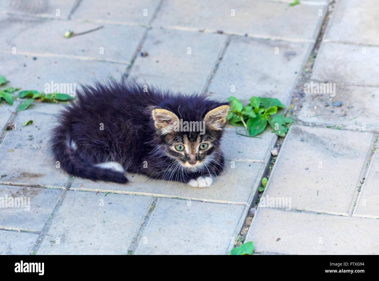 Nice kitten on stones of garden path Stock Photo