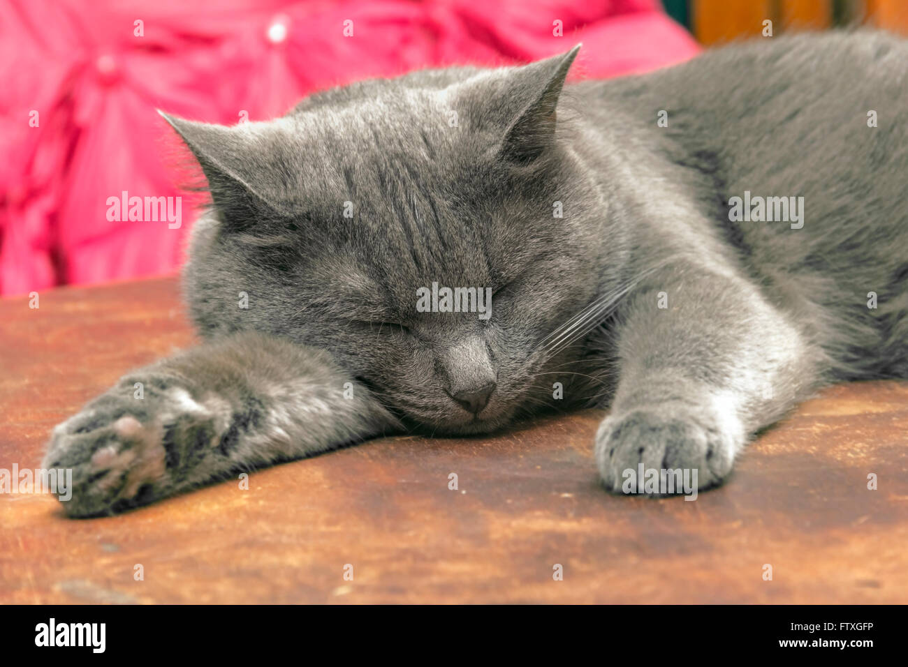 Adult grey cat napping on wooden brown table Stock Photo