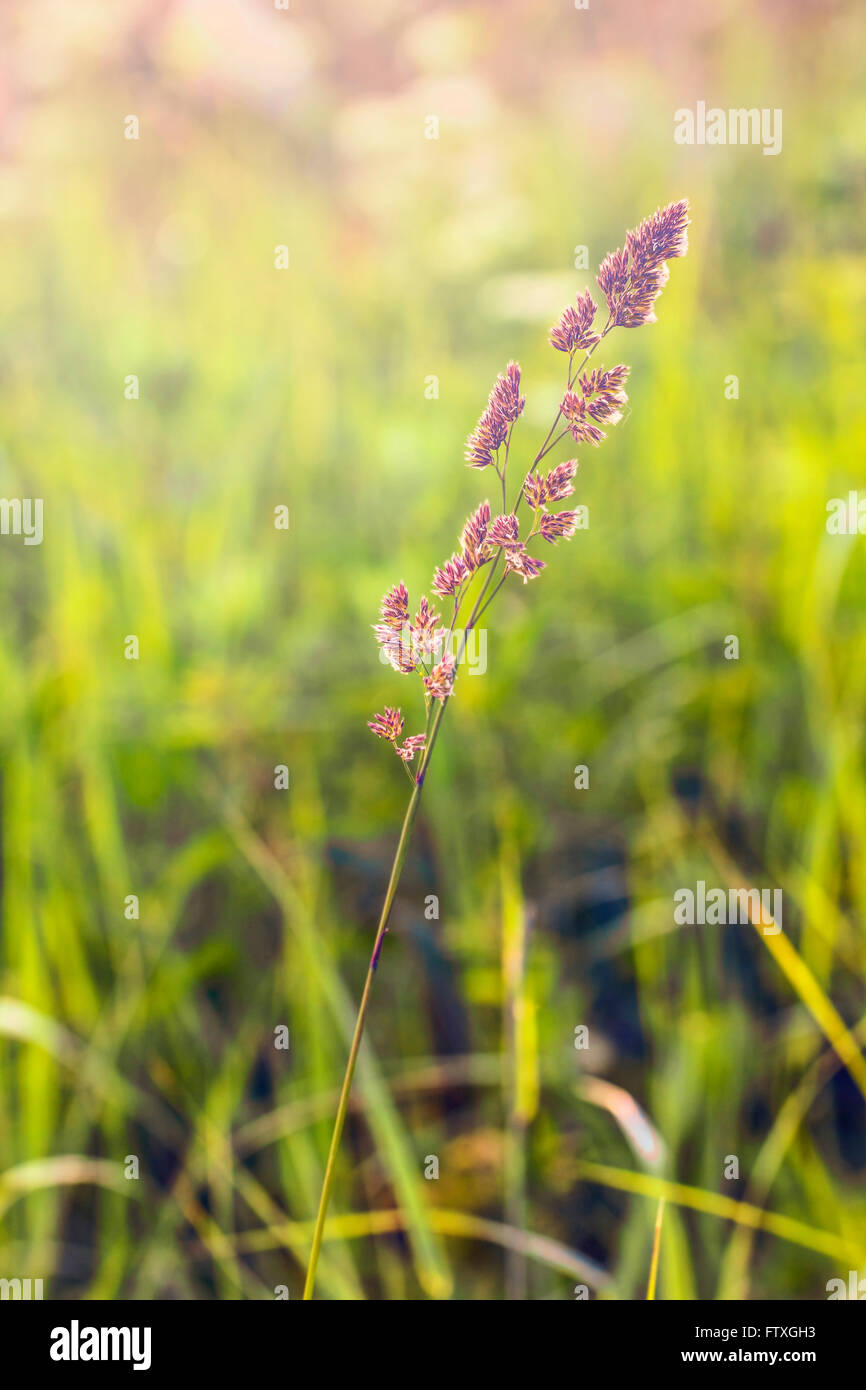 The perfect blade hi-res stock photography and images - Alamy