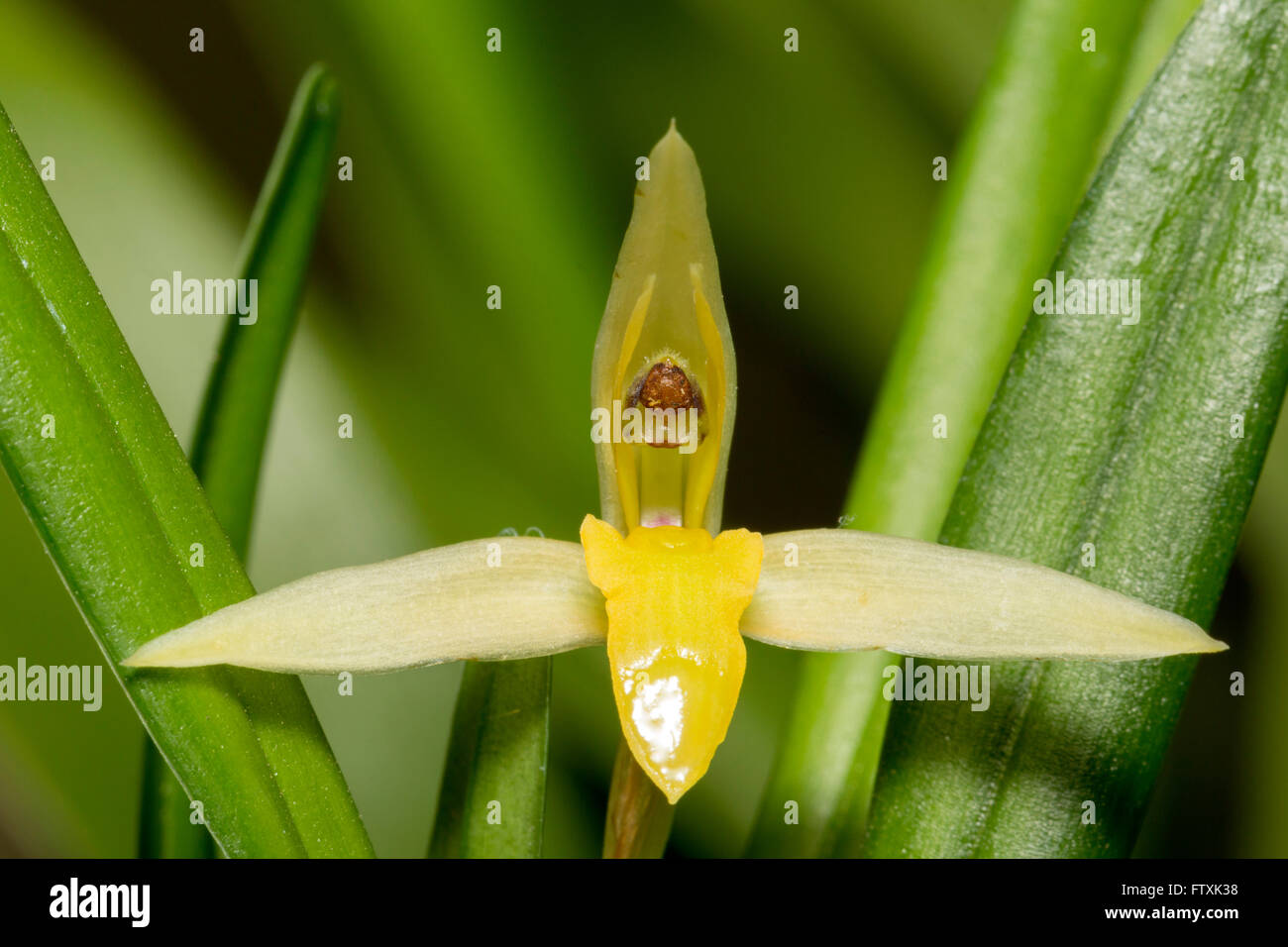 Orchid Maxillaria sp. flowering in montane rainforest in the Ecuadorian Andes Stock Photo