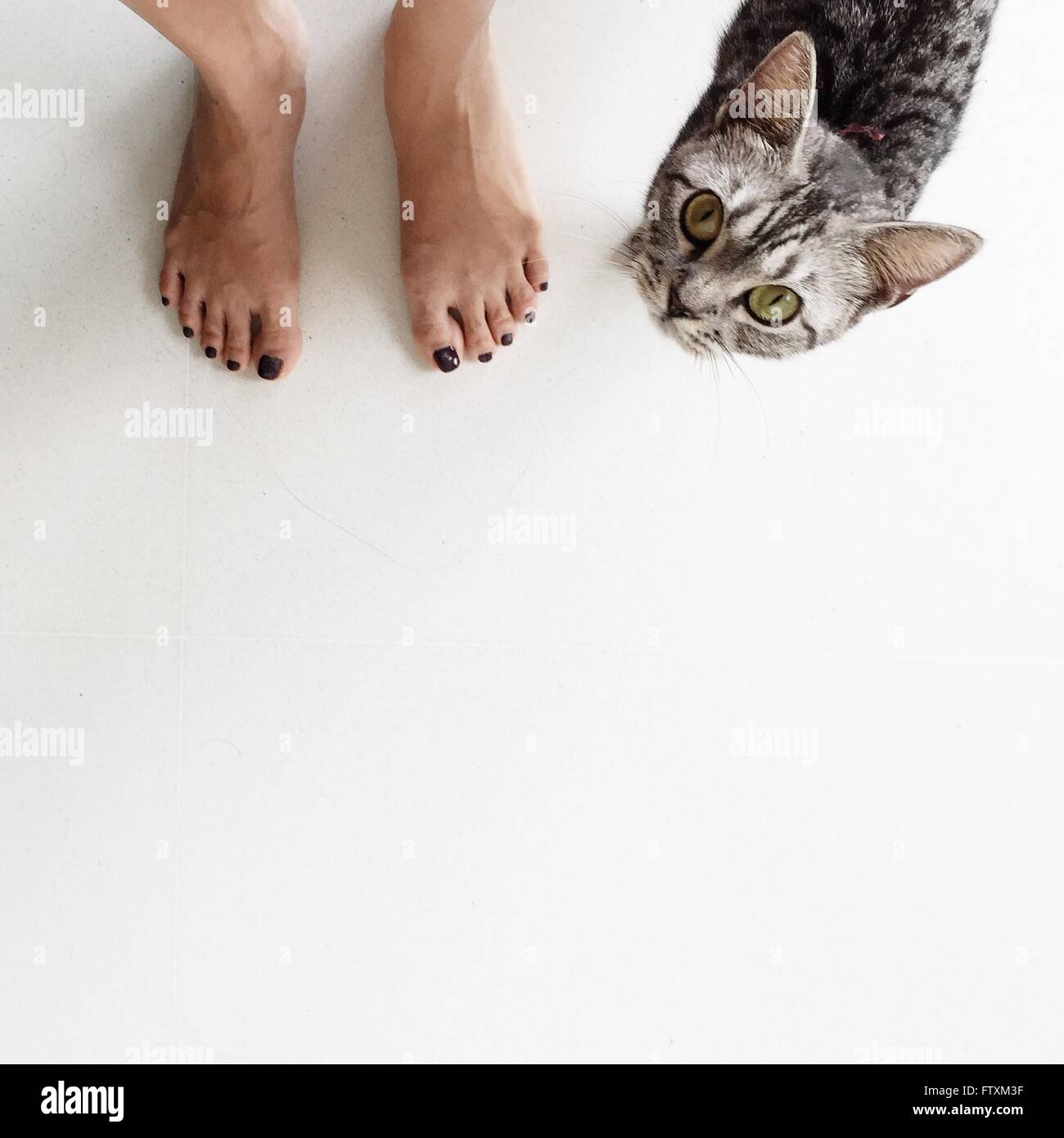 Low section of a woman standing next to a cat Stock Photo