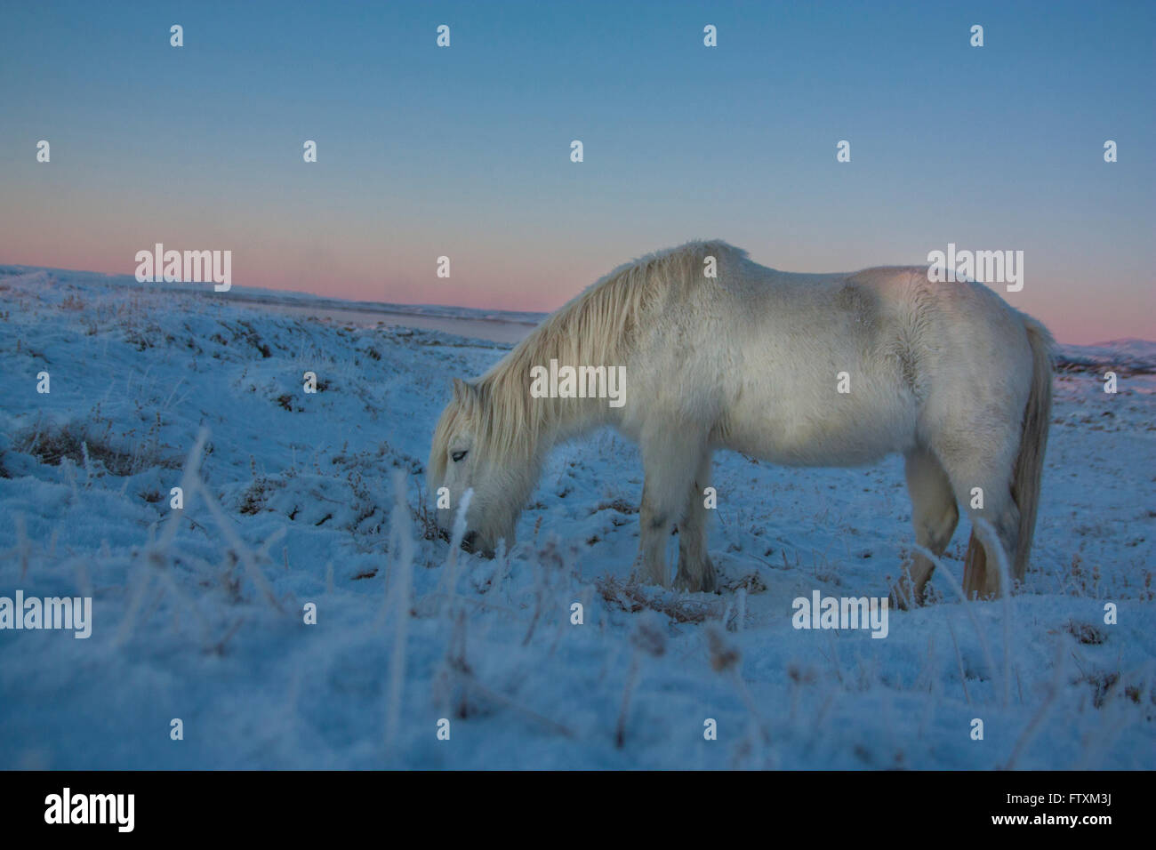 Horse grazing in snow covered field at sunset, Iceland Stock Photo