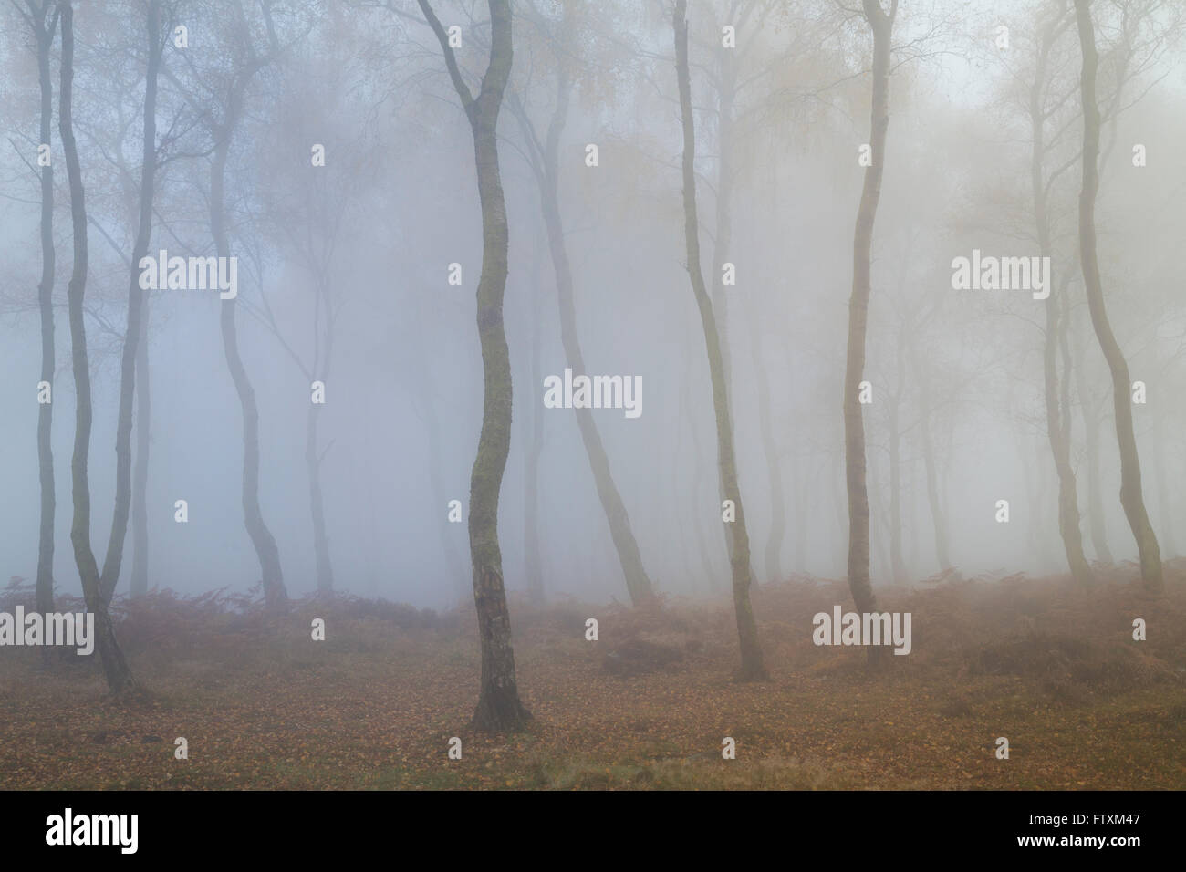 Misty morning on Stanton Moor, Peak District, Derbyshire, England, United Kingdom Stock Photo