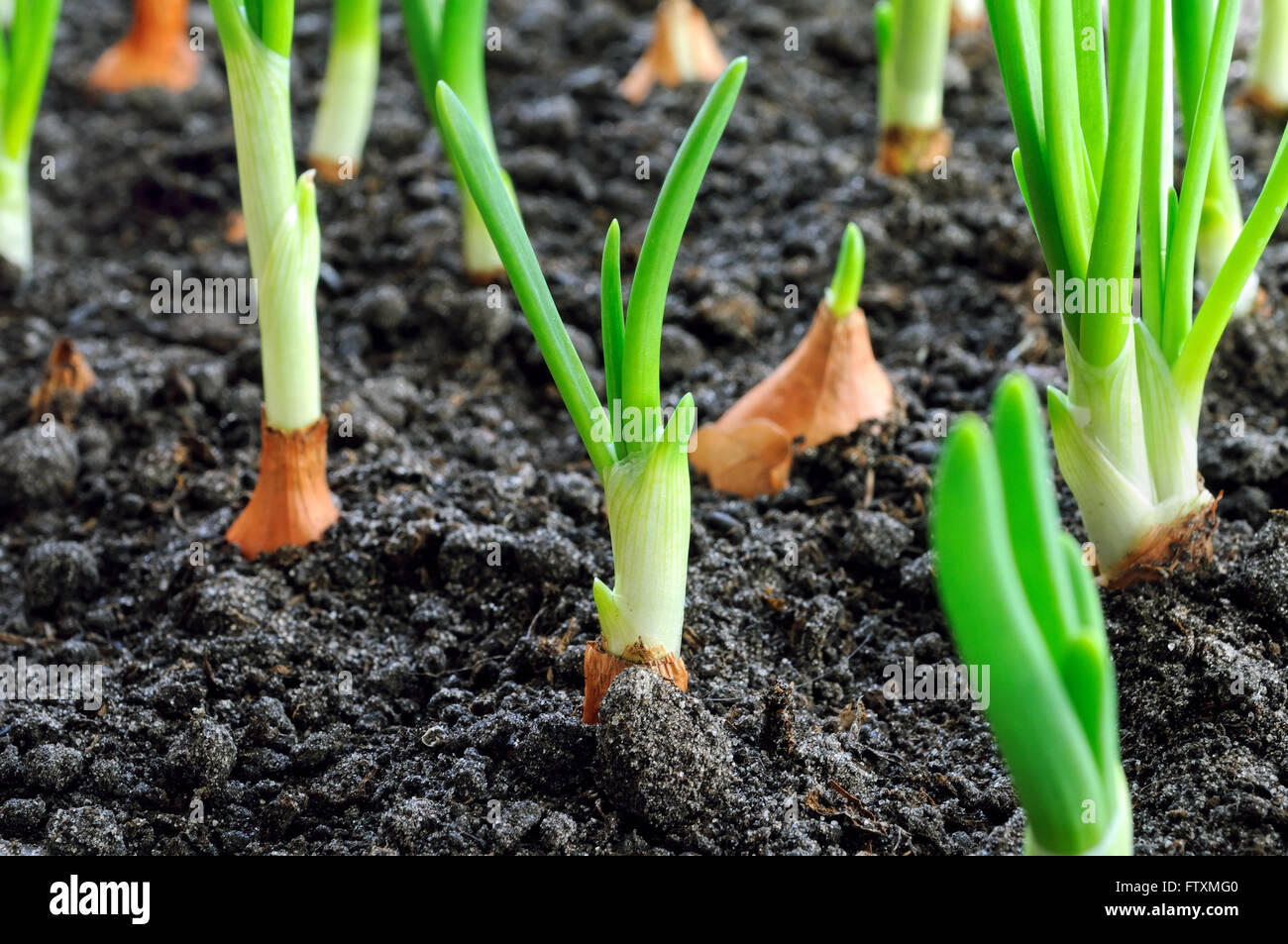 Organic onion field hi-res stock photography and images - Alamy