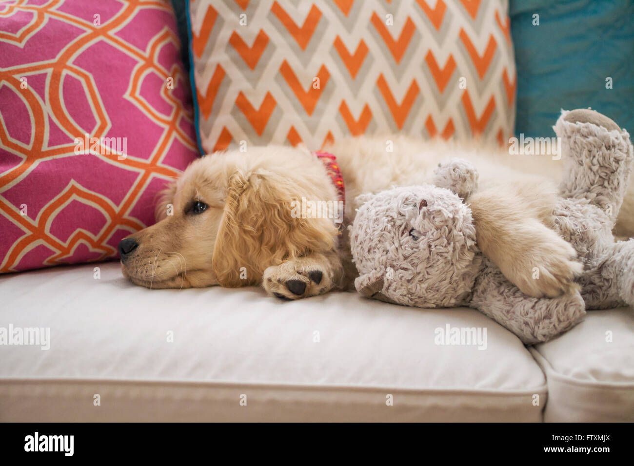 golden teddy bear dog