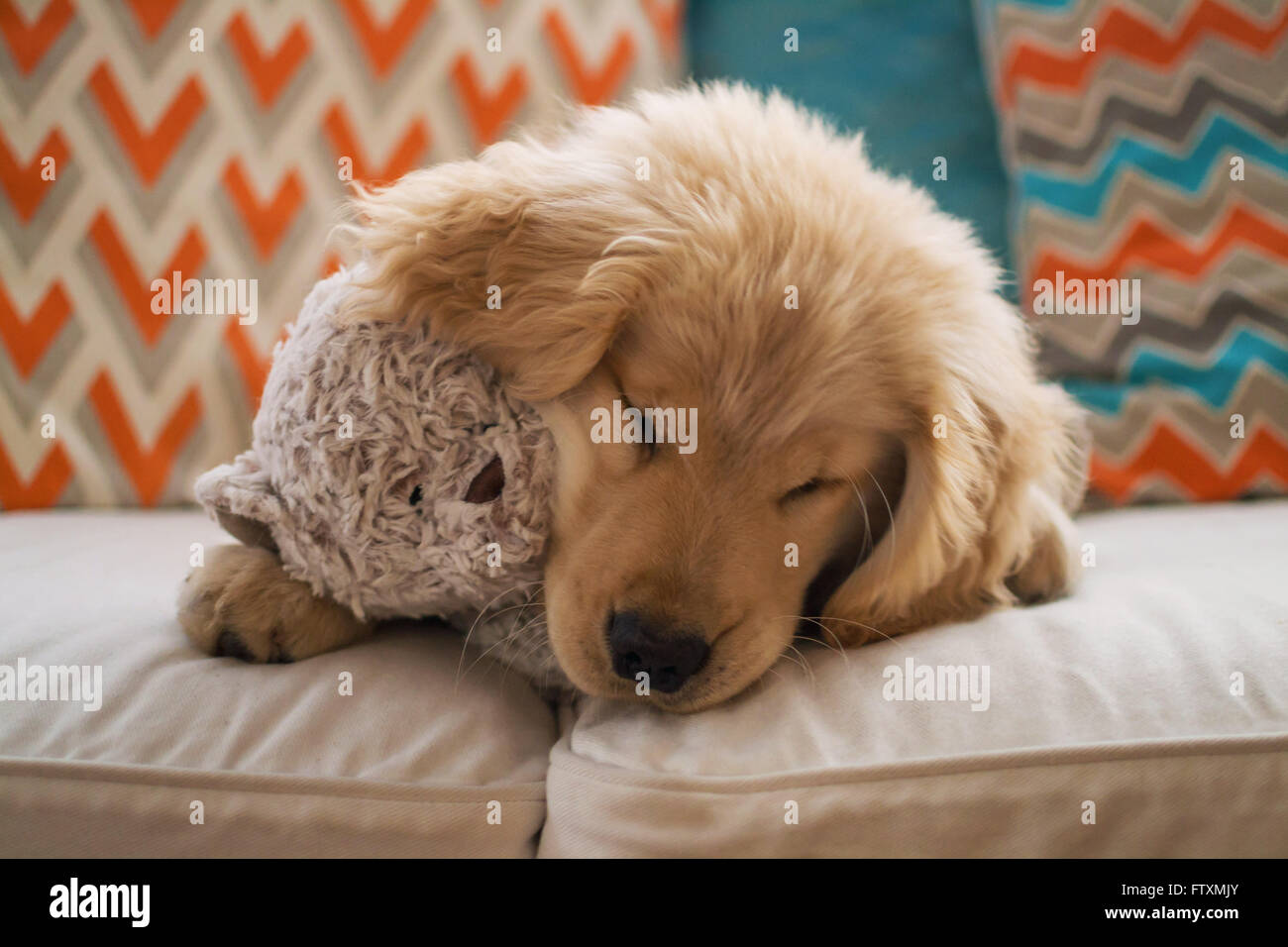golden teddy dog