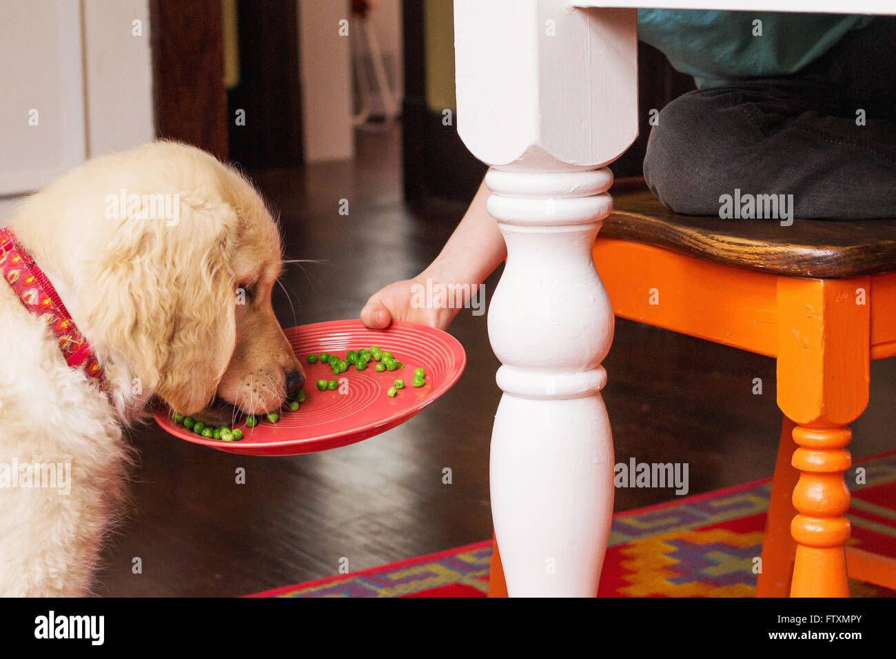 Boy feeding golden retriever puppy dog his peas Stock Photo