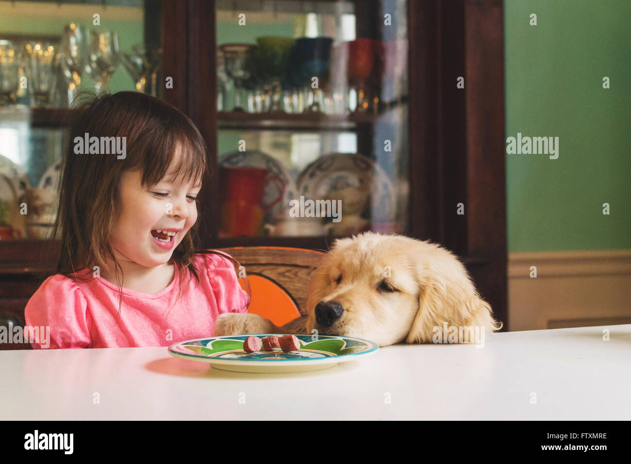 Golden retriever puppy dog begging girl for food Stock Photo