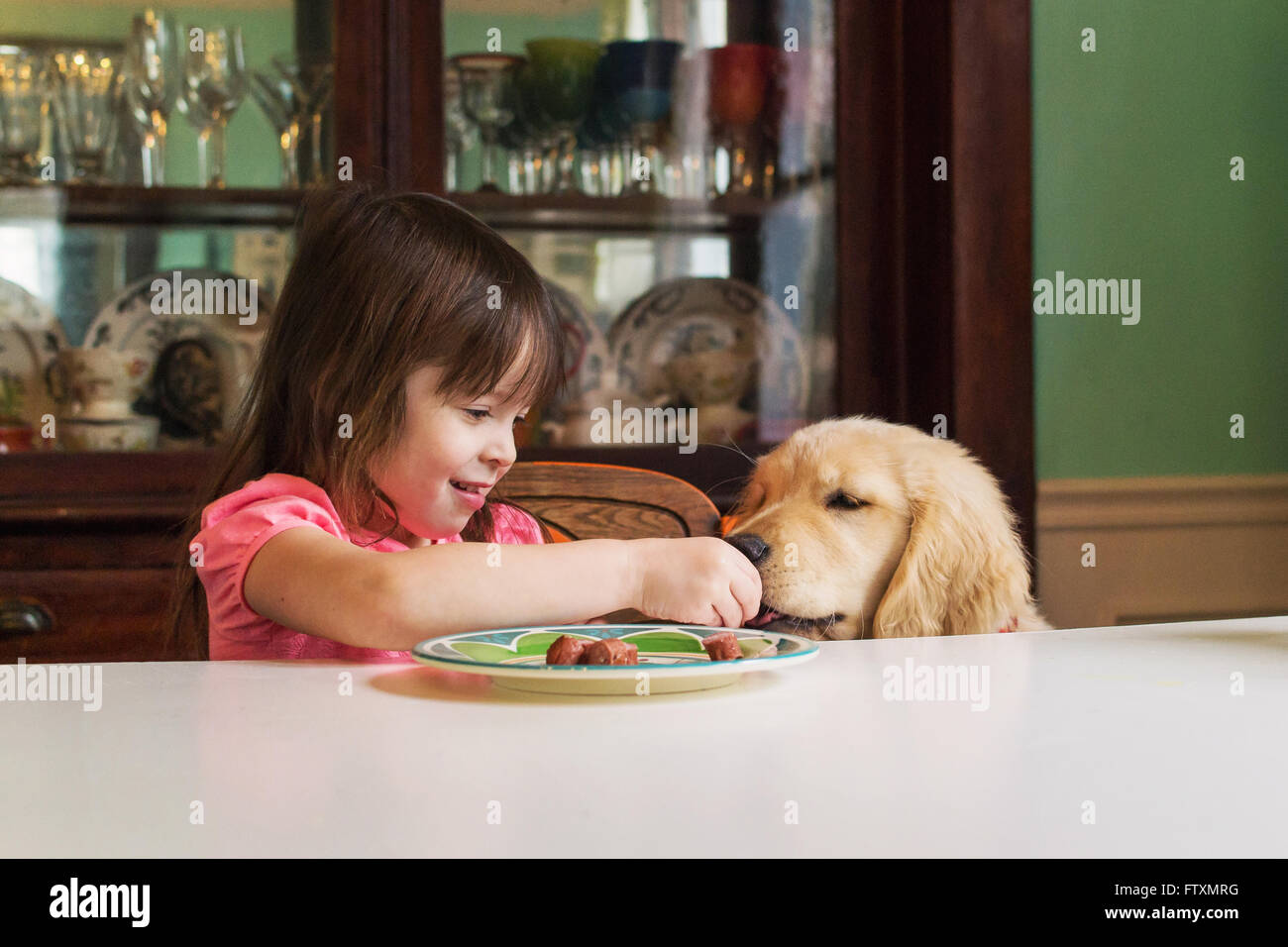 Girl feeding golden retriever puppy dog at table Stock Photo Alamy