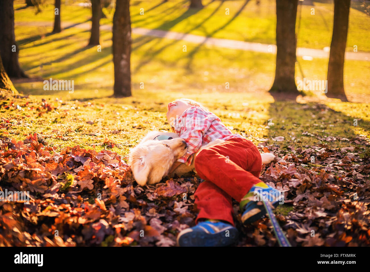 Boy rolling around in autumn leaves with golden retriever puppy dog Stock Photo