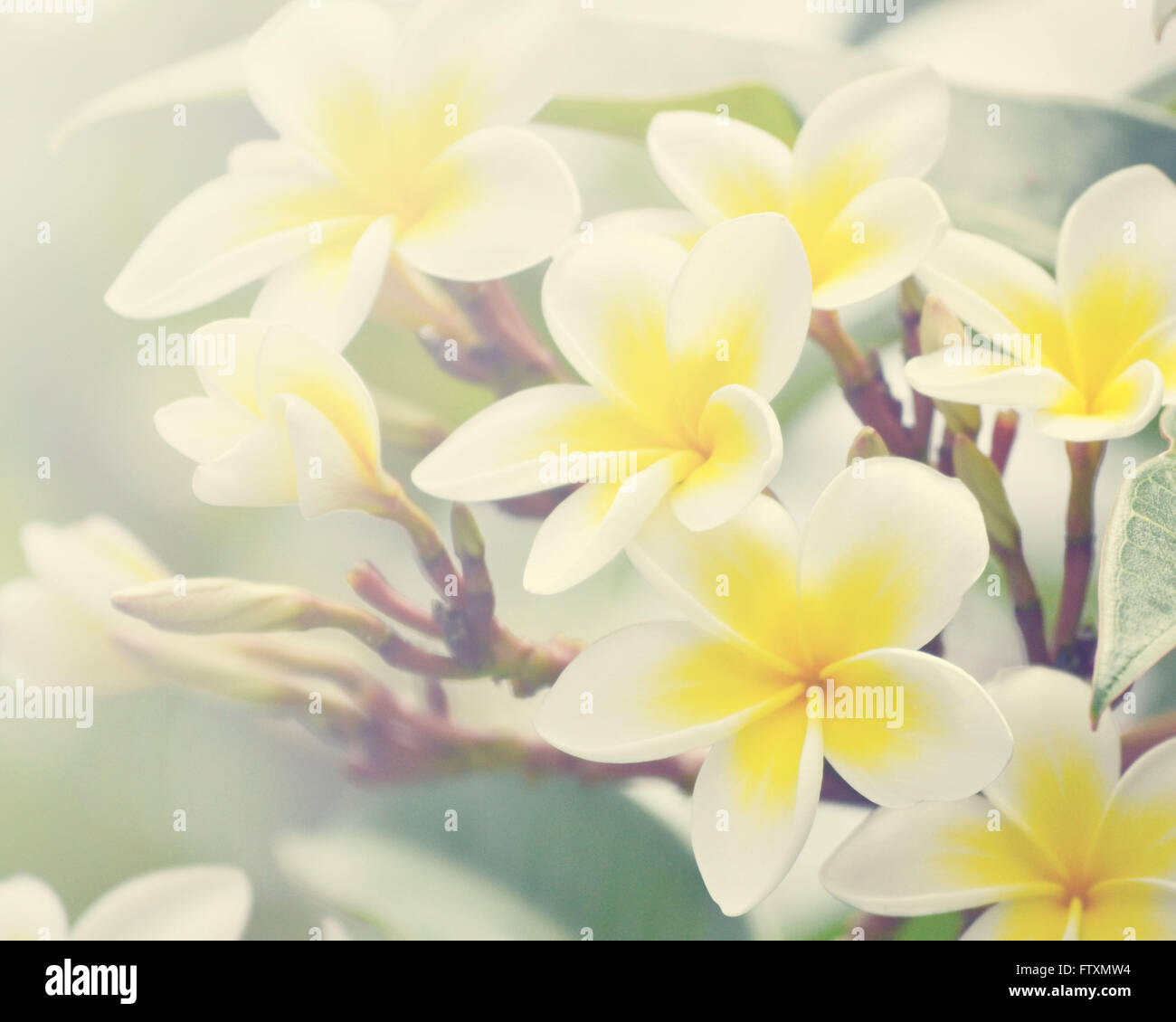 Close-up of Frangipani flowers Stock Photo