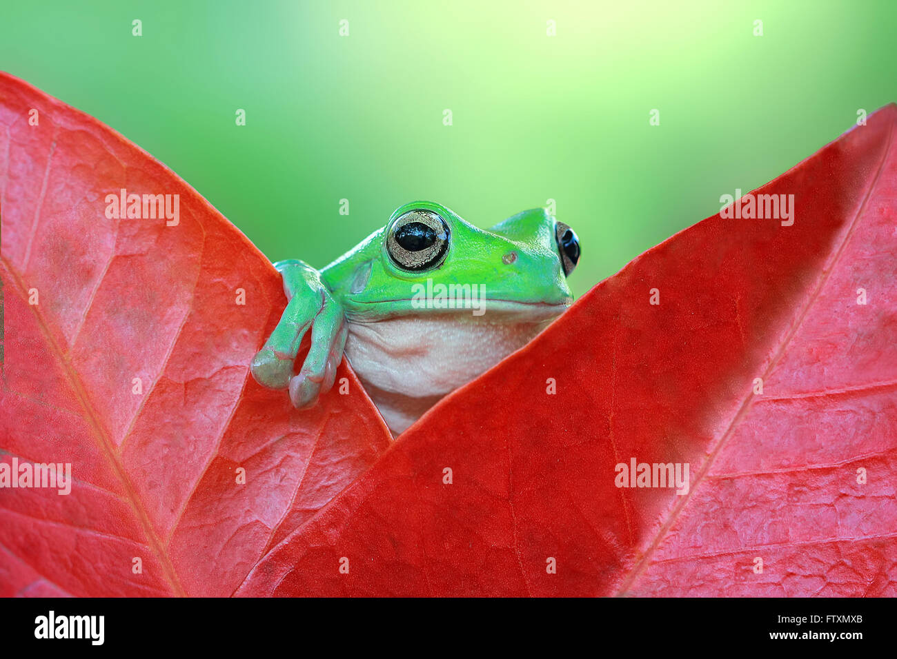 Dumpy Tree frog sitting on a leaf, Indonesia Stock Photo