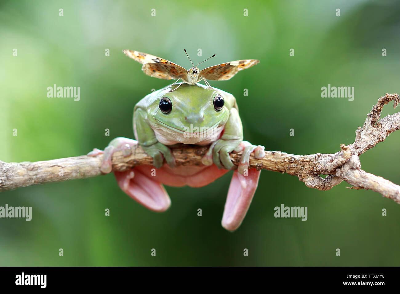 Butterfly sitting on dumpy tree frog, Indonesia Stock Photo