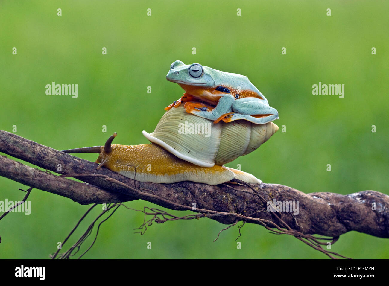 Tree frog sitting on snail, Indonesia Stock Photo - Alamy