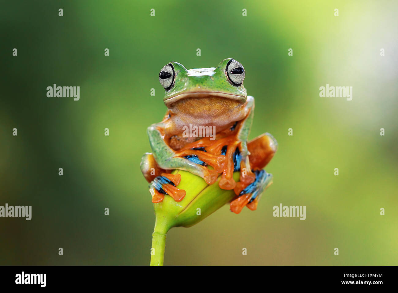 Tree Frog sitting on plant, Indonesia Stock Photo