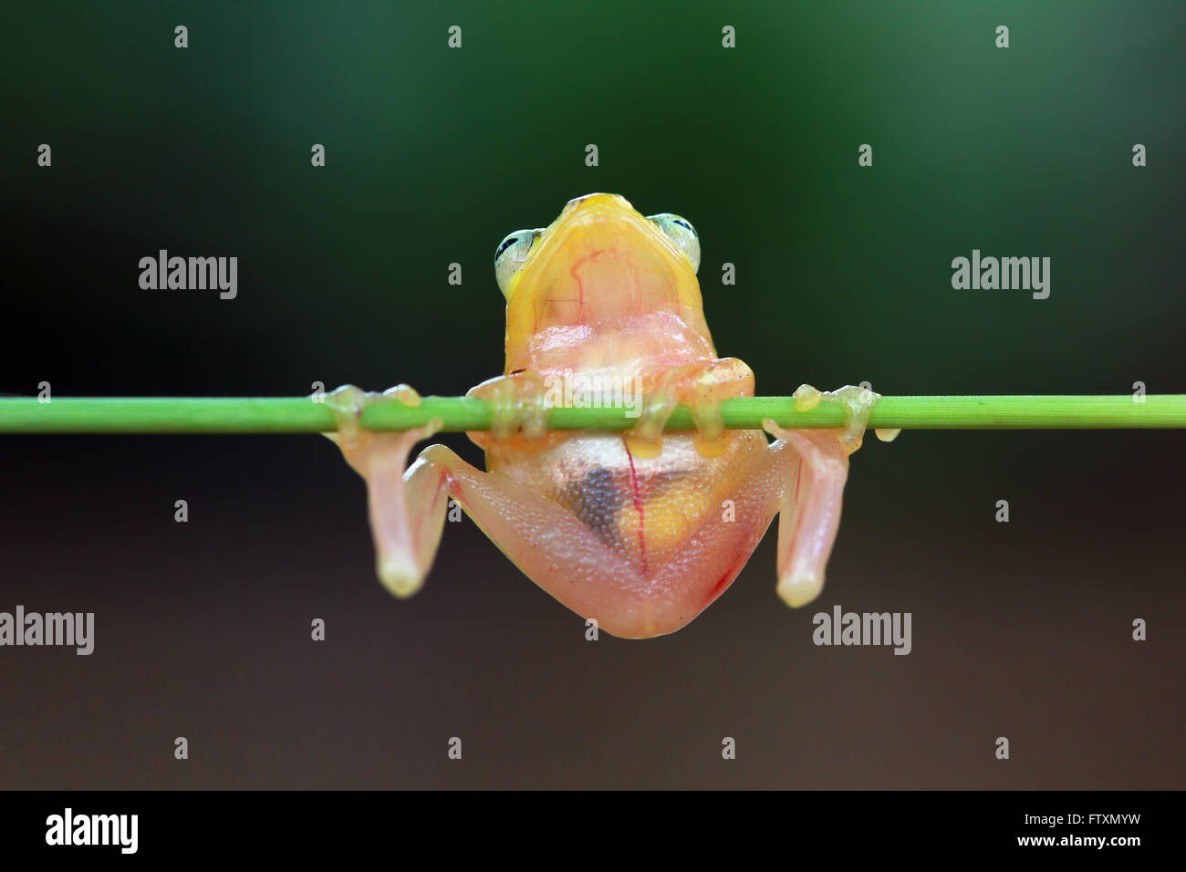 Golden glass tree frog sitting on branch hires stock photography and