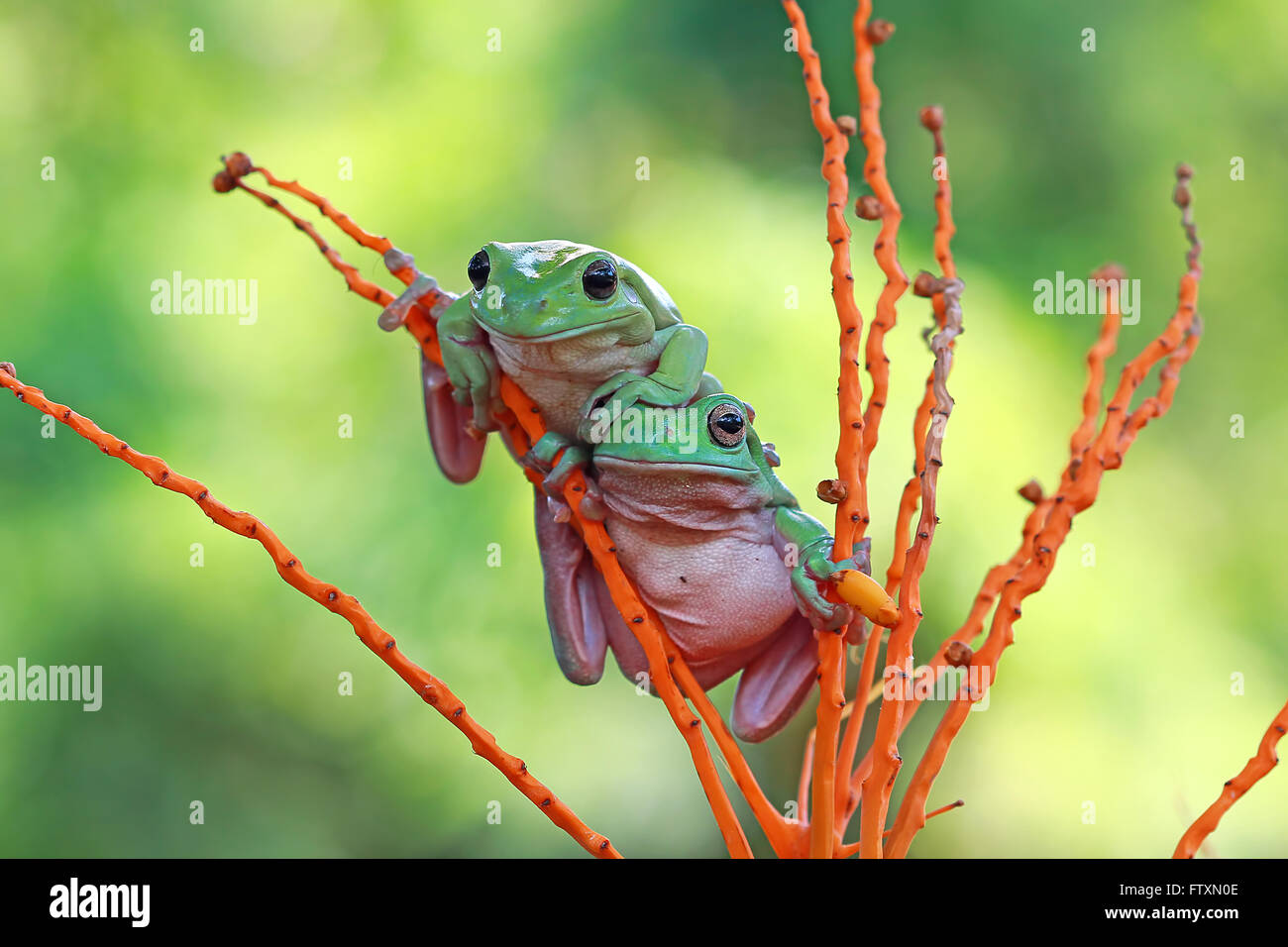 Two Dumpy tree frogs sitting on plant, Indonesia Stock Photo