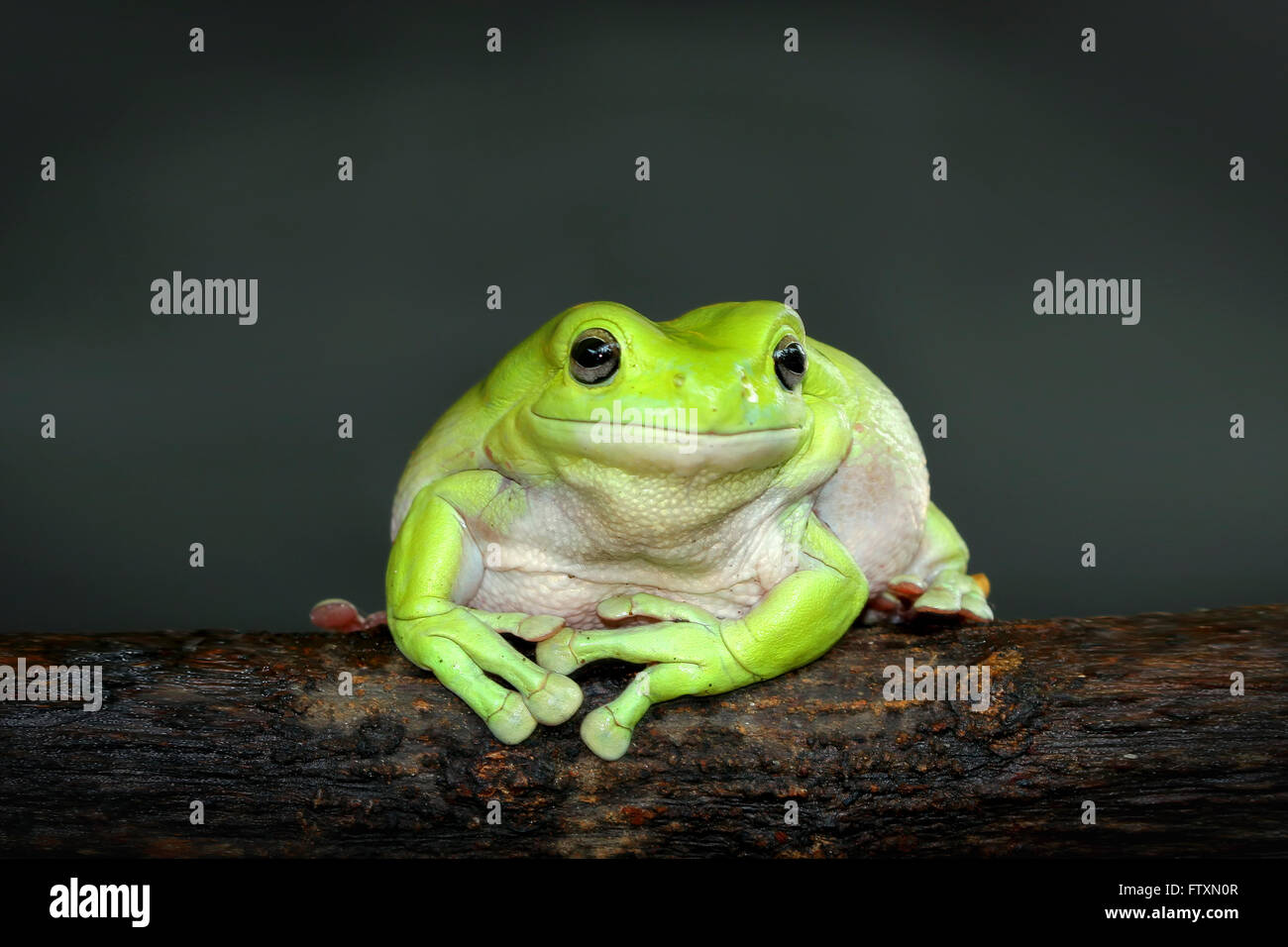 Portrait of a dumpy tree frog sitting on branch, Indonesia Stock Photo