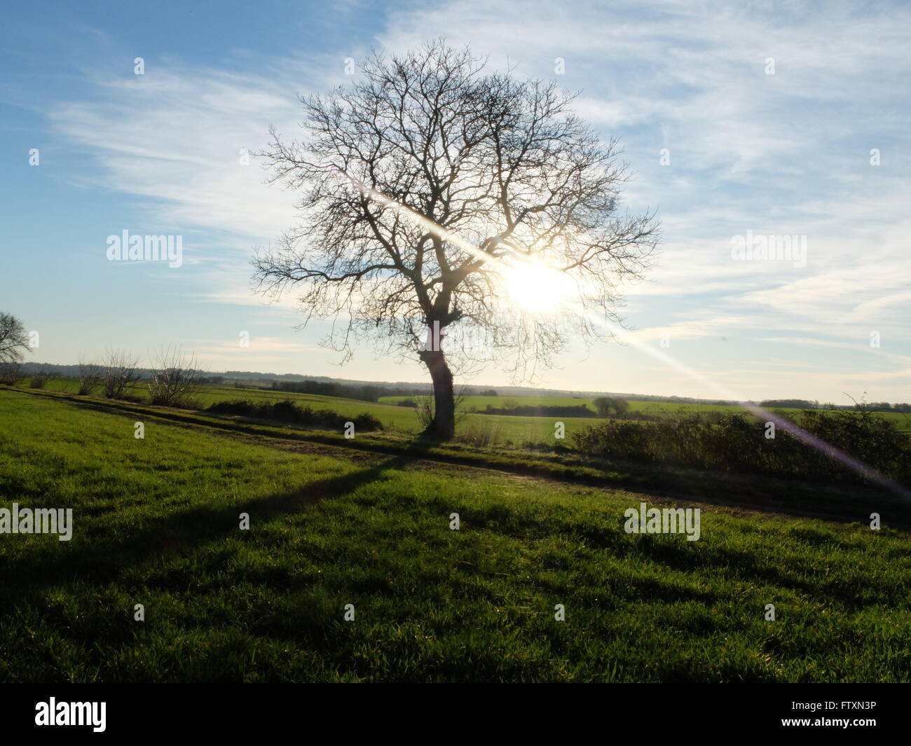 Lone tree in field, Niort, Deux-Sevres, France Stock Photo