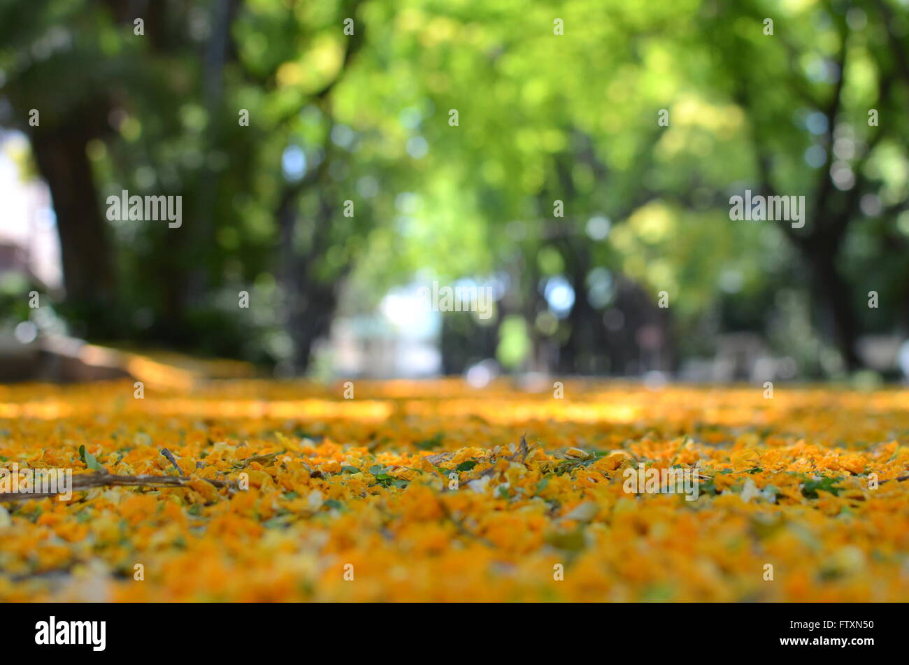 Carpet of flowers,  Buenos Aires, Argentina Stock Photo