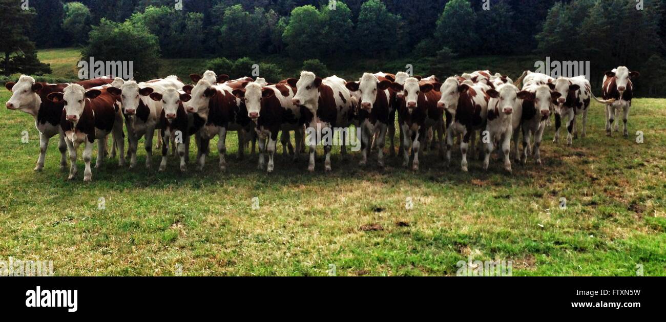 Herd of cows standing in a field, France Stock Photo