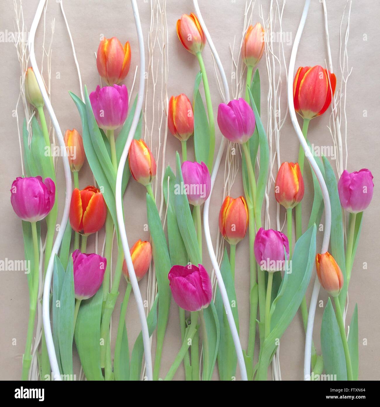 Colorful tulip decoration Stock Photo