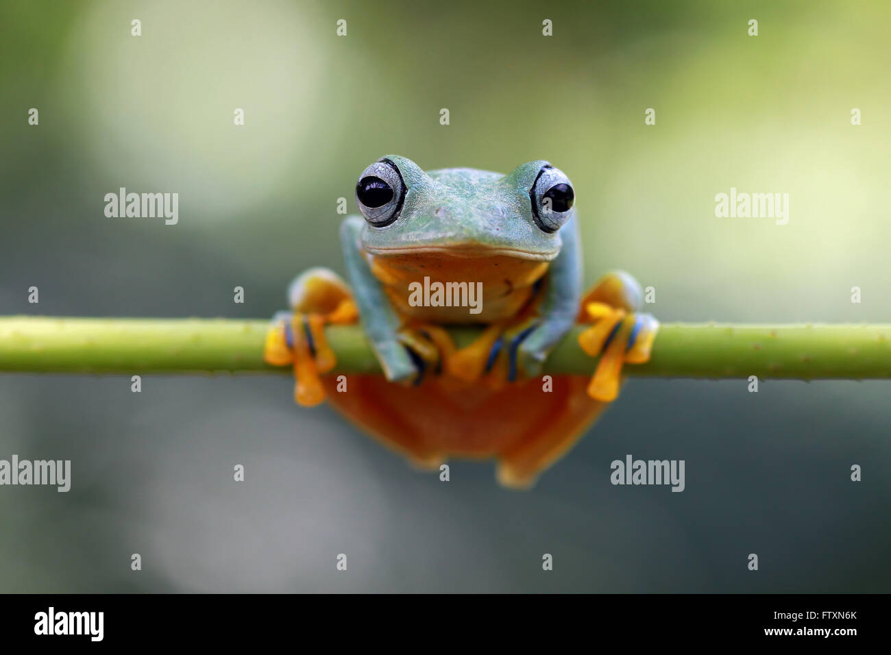 Rhacophorus tree frog hi-res stock photography and images - Alamy