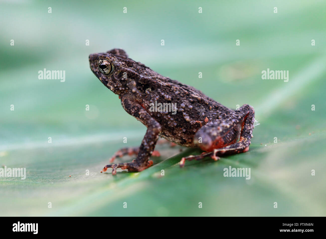 Portrait of a slender toad sitting on a leaf, Indonesia Stock Photo