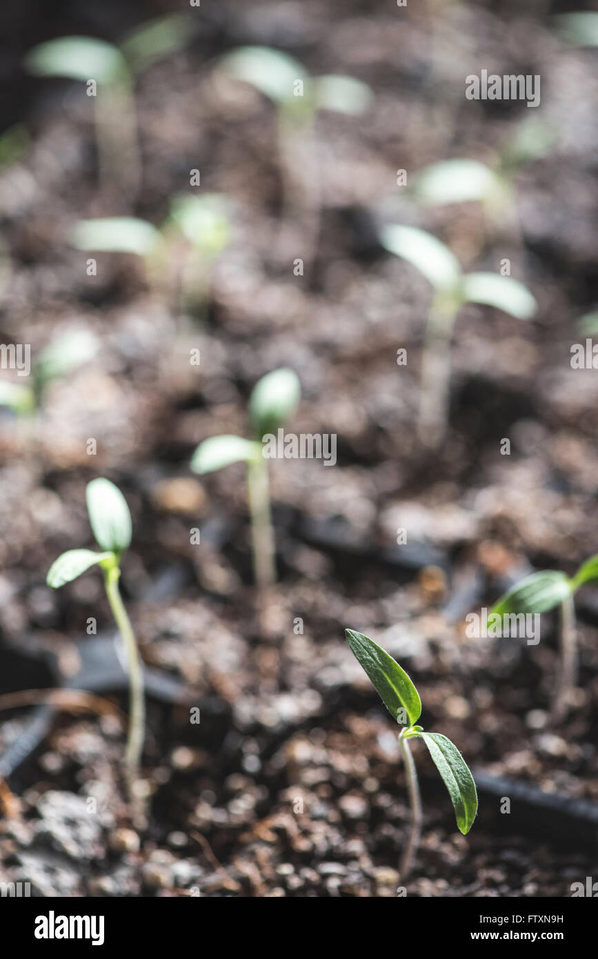 Germinating seedlings in soil Stock Photo
