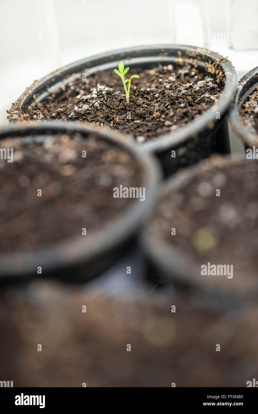 Seedling sprouting in pot Stock Photo