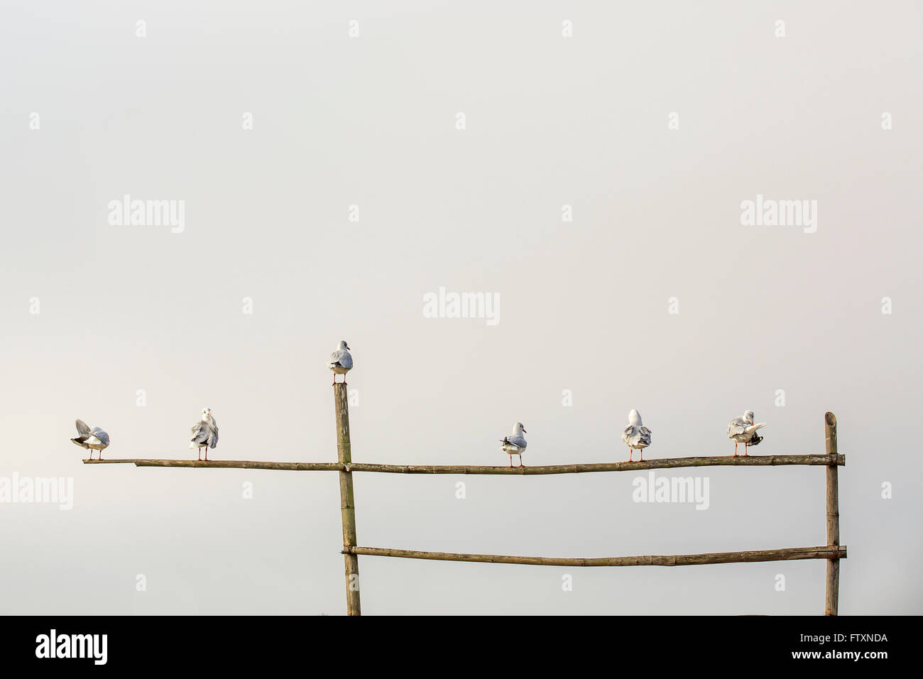 Seagulls perching on bamboo structure, Thayet, Magway, Myanmar Stock Photo